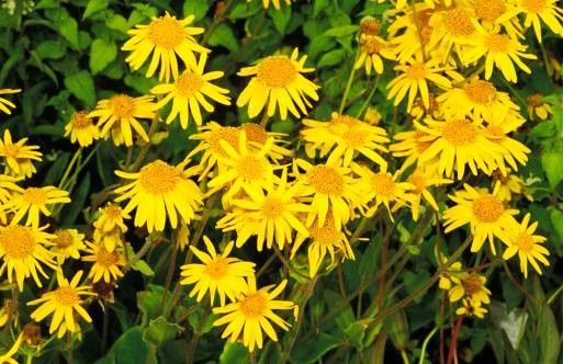 Beneficios de la Arnica para la salud.