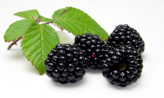 Beneficios de las moras