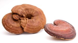 Beneficios de las setas reishi