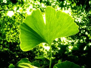 Ginkgo biloba beneficios