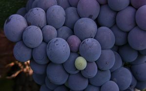 Resveratrol beneficios