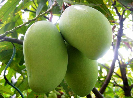 Mango africano