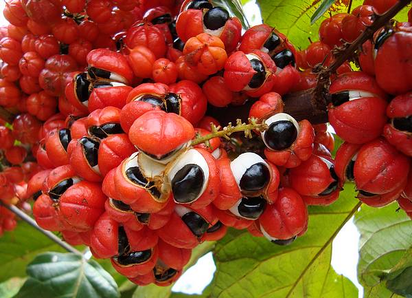 Guarana propiedades