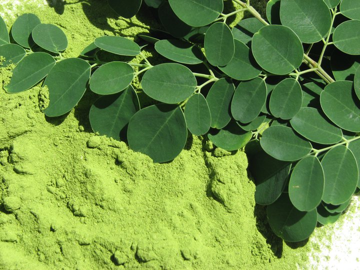 Moringa beneficios