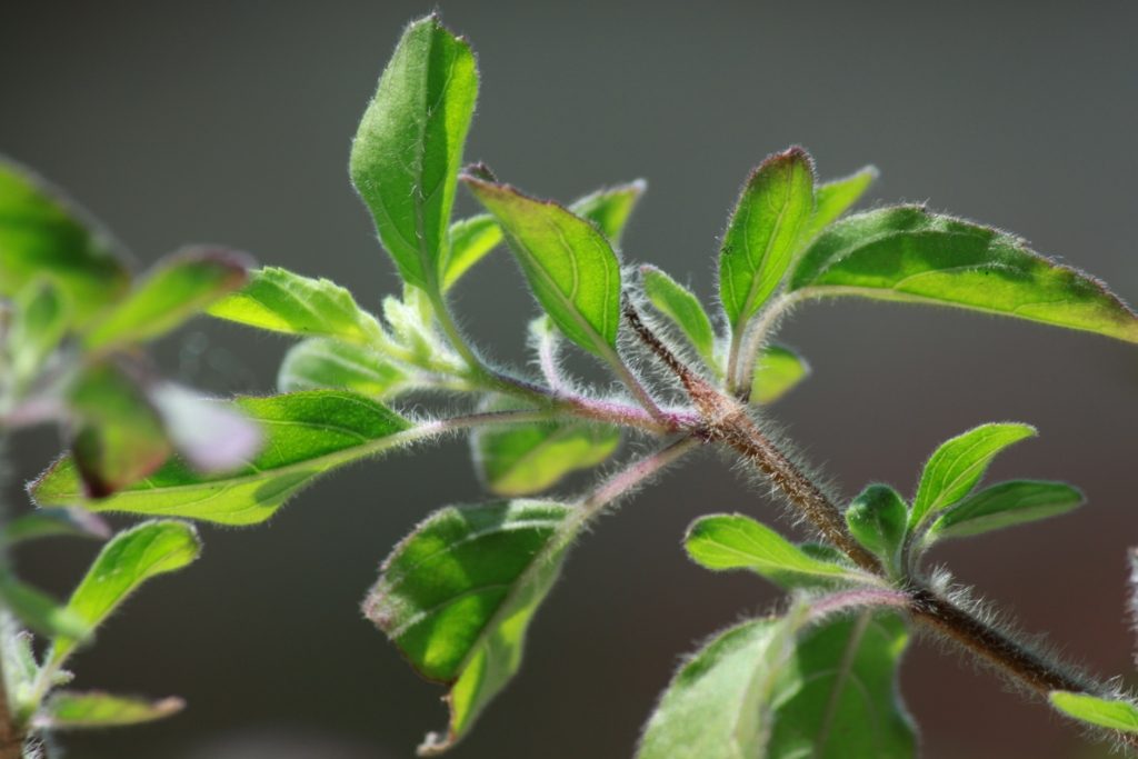 Tulsi beneficios