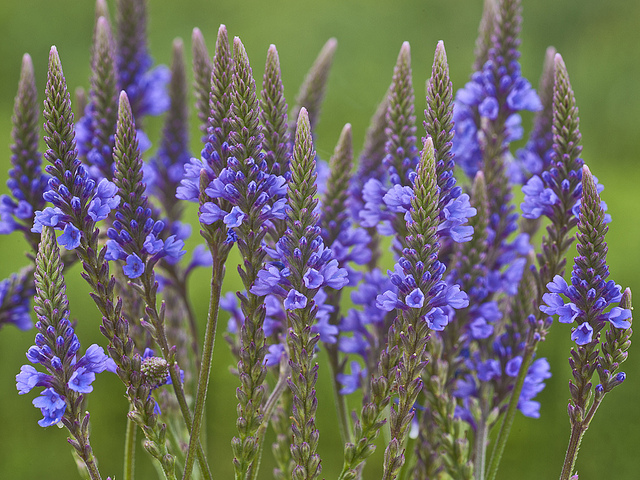 Verbena azul propiedades