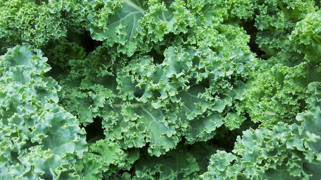 Kale fuente de fibra