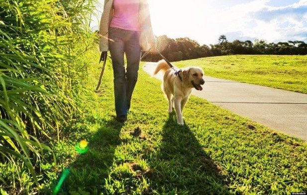 Caminar con tu perro 