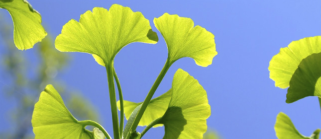 Especias y plantas beneficiosas para el cerebro