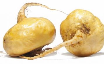maca-final