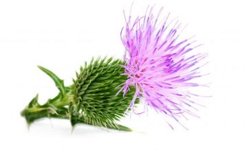 cardo mariano propiedades