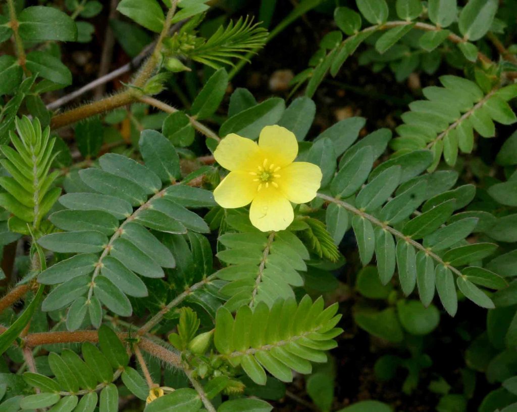 Tribulus terrestris planta