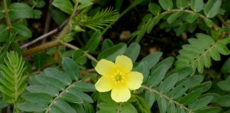 Tribulus terrestris planta