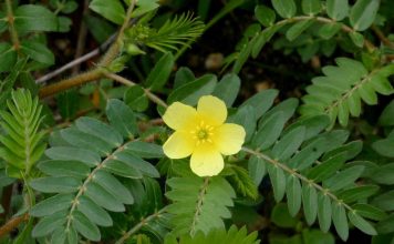 Tribulus terrestris planta