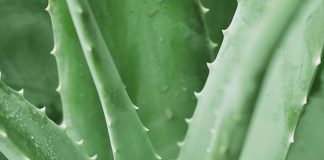 aloe-vera-beneficios