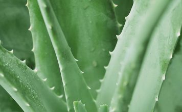 aloe-vera-beneficios