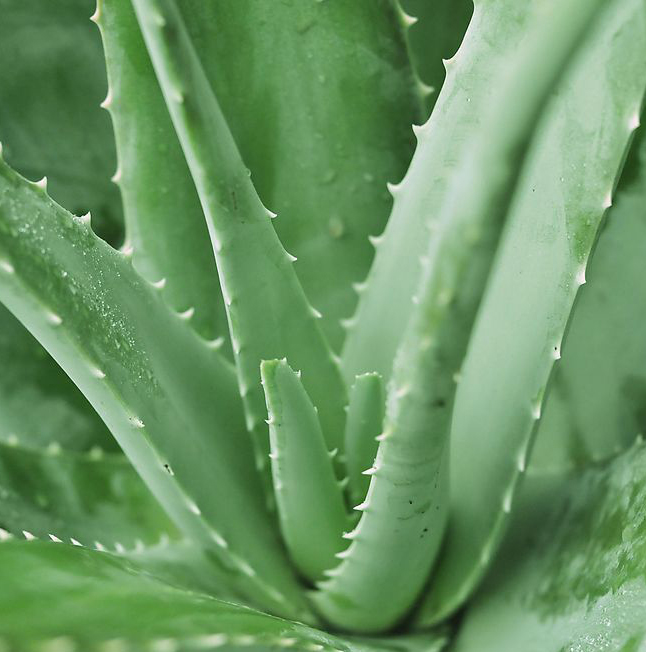 aloe-vera-beneficios