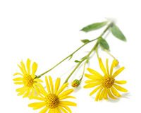 arnica