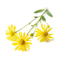 arnica