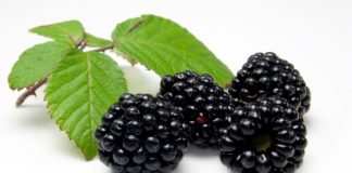 moras