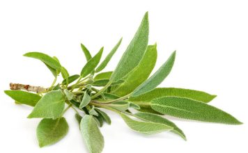 salvia