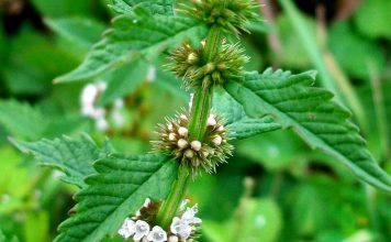 menta de lobo