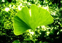 Ginkgo biloba