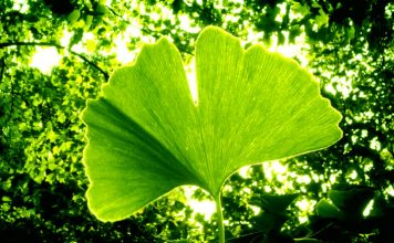 Ginkgo biloba