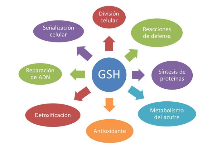 Beneficios del glutation