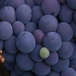 resveratrol imagen
