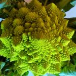 Brócoli romanesco propiedades