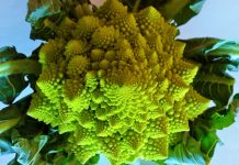 Brócoli romanesco propiedades