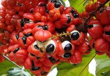 Guarana propiedades