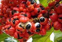 Guarana propiedades