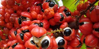 Guarana propiedades