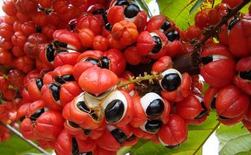 Guarana propiedades