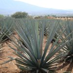 sirope de agave