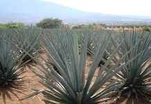 sirope de agave