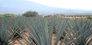 sirope de agave