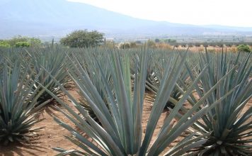 sirope de agave