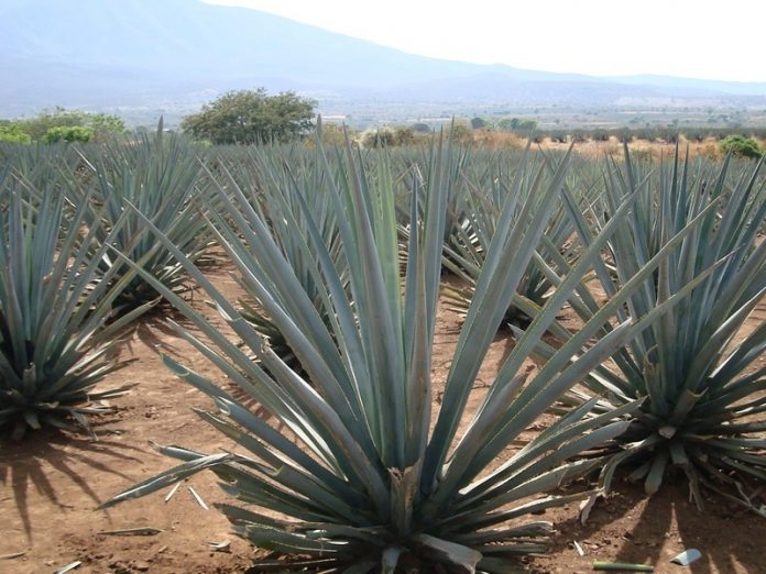 sirope de agave