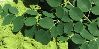 moringa beneficios