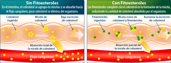 fitoesteroles