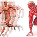 Ácido láctico como afecta al rendimiento atlético