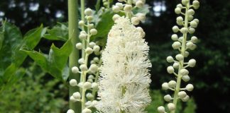 cohosh negro