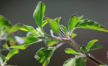 tulsi
