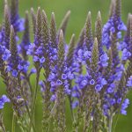 Verbena azul
