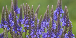 Verbena azul