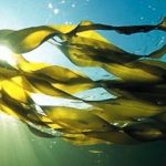 Fucoxantina el alga para perdida de peso