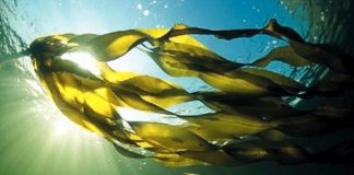 Fucoxantina el alga para perdida de peso